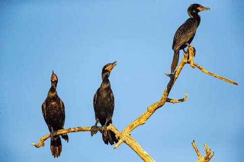 Humboldt Cormorant (Phalacrocorax brasilianus) Pantanal Brazil