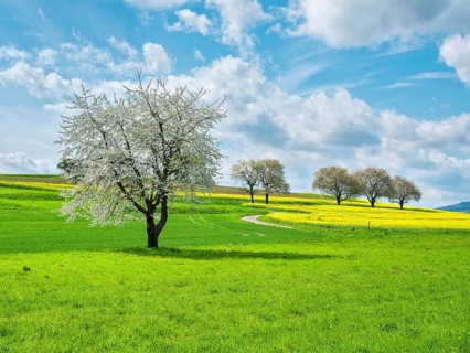 Typical field landscape in spring, blossoming cherry trees and rape field, green meadow, blue sky