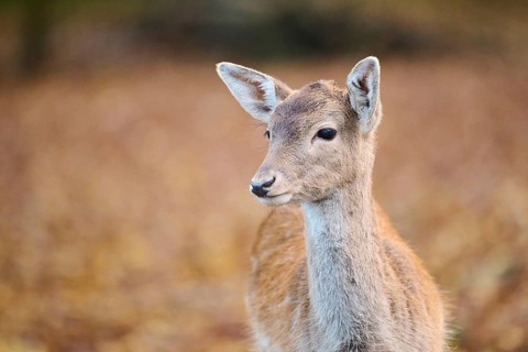 European fallow deer (Dama dama) doe, portrait, in a forest, Bavaria, Germany, Europe