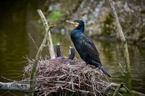 Cormorant (Phalacrocorax carbo) sitting at the nest with young birds, spring, Switzerland, Europe