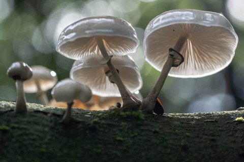 Ringed beech slime moulds (Oudemansiella mucida), Emsland, Lower Saxony, Germany, Europe