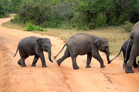 Asian elephant (Elephas maximus maximus), Sri Lanka elephant, young elephant crossing road, Yala