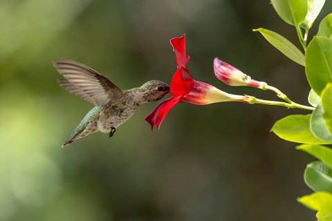 Anna's hummingbird (calypte anna) enjoying the red mandevilla