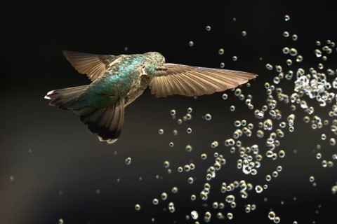 Anna's hummingbird (calypte anna) enjoying the water fountain drops