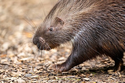 Old World porcupines (Hystrix cristata), Germany, Europe