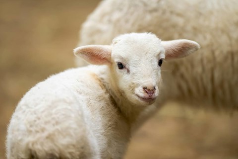 Domestic sheep (Ovis orientalis aries) lamb, portrait, Bavaria, Germany, Europe