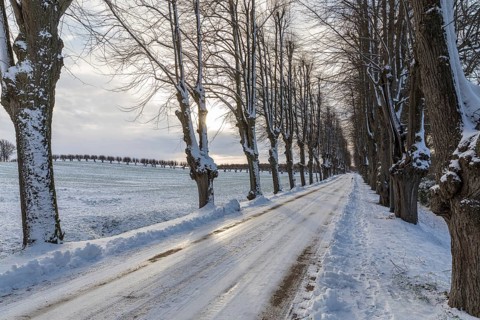 Winter linden avenue (Tilia) in the evening sun, today's main access road to Bothmer Castle, Klütz,