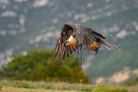 Bearded Vulture (Gypaetus barbatus) adult bird in flight with mountains in the backround, Pyrenees,