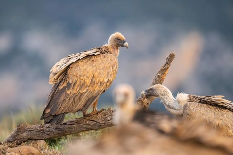 Griffon Vulture (Gyps fulvus) sitting on an old gnarled root in autumn, Pyrenees, Catalonia, Spain,