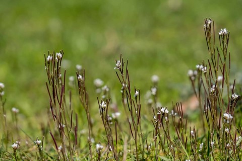 Cardamine hirsuta (Cardamine hirsuta), Münsterland, North Rhine-Westphalia, Germany, Europe