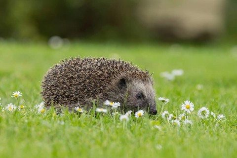 European hedgehog (Erinaceus europaeus) adult animal on an urban garden grass lawn with flowering