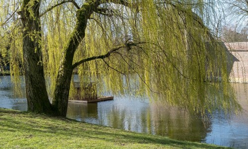 Weeping willow (Salix babylonica) in spring, Ahaus, Münsterland, North Rhine-Westphalia, Germany,