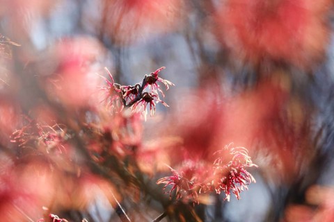 Witch hazel in bloom (Hamamelis), early March, Germany, Europe