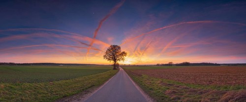 View along a road to a solitary tree in an agricultural environment with blue sky streaked with