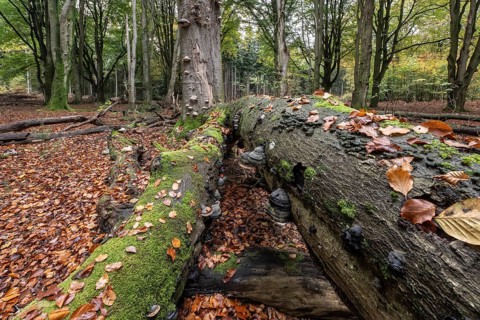 Tinder fungus (Fomes fomentarius) on beech deadwood, Emsland, Lower Saxony, Germany, Europe