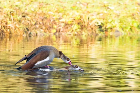 Two Nile Geese (Alopochen aegyptiacus) mating in the water of a pond surrounded by green foliage,