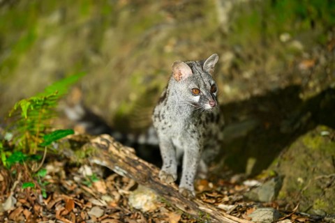 Common genet (Genetta genetta), wildlife in a forest, Montseny National Park, Catalonia, Spain,