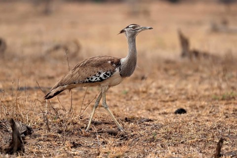 Giant bustard, kori bustard (Ardeotis kori), adult, running, foraging, alert, Kruger National Park,