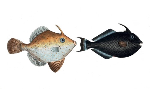 Fish, fishes, left: Balistes chinensis, the Chinese hornfish. right: Balistes ringens, the black