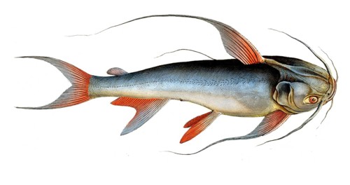Fish, Fish, Fish genus from the family of the true catfishes within the order of the catfishes,
