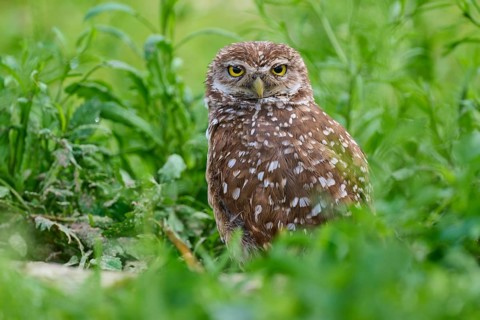 Burrowing owl (Speotyto cunicularia), sitting in a meadow, Pembroke Pines, Florida, USA, North
