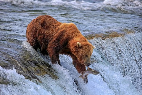 Grizzly bear (Ursus arctos horribilis), adult, in water, in summer, hunting with salmon, Brookes
