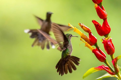 Green-fronted Brilliant Hummingbird (Heliodoxa jacula), Hummingbird (Trochilidae), Swiftbirds