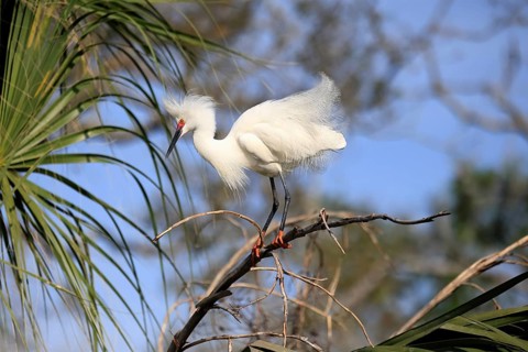 Great Egret (Egretta thula), adult, in breeding plumage, during breeding season, on tree, on guard,