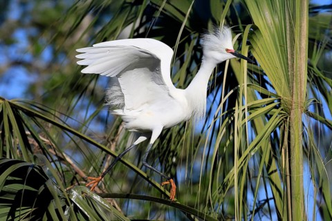 Great Egret (Egretta thula), adult, in breeding plumage, during breeding season, on tree, St.