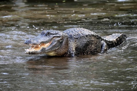 Mississippi Alligator (Alligator mississippiensis), pike alligator, adult, male, in water,