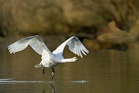 Mute swan (Cygnus olor), taking off from the water, Flachsee, nature reserve, Reusstal, Canton