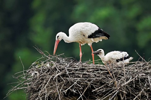 White stork (Ciconia ciconia), adult with chicks standing on eyrie, Canton Aargau, Switzerland,