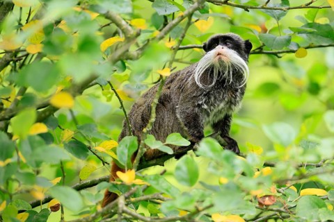 Emperor bearded tamarin (Saguinus imperator subgrisescens), adult, on tree, alert, South America