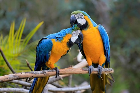 Yellow-breasted Macaw (Ara ararauna), adult, perch, pair, social behaviour, plumage care, South