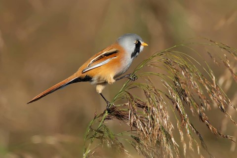 Bearded tit or reedling (Panurus biarmicus) adult male bird on a reed seedhead in a reedbed,