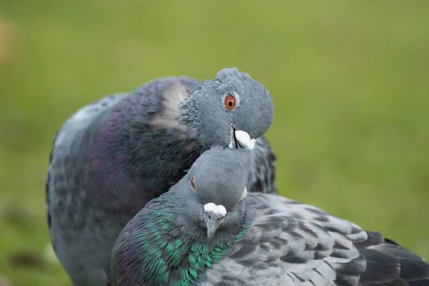 Feral pigeon (Columba livia domestica) two adult dove birds performing their courtship love