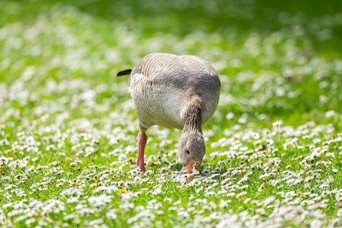 Greylag goose (Anser anser) on a field, Franconia, Bavaria, Germany, Europe