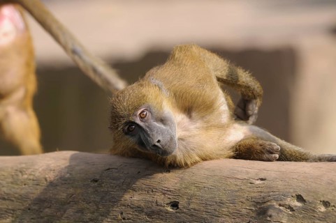 A baboon lies relaxed on a tree trunk and rests, Guinea baboon (Papio papio), captive, Germany,