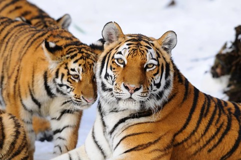 A tiger cub and a tiger mother lie in the snow and show a harmonious coexistence, Siberian tiger
