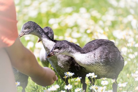 Eurasian Coot chicks (Fulica atra) three standing in a meadow, curiously looking at a child's hand,