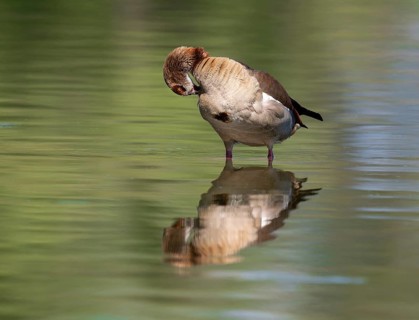 Egyptian goose (Alopochen aegyptiacus) grooming its feathers in shallow water in a pond, Thuringia,