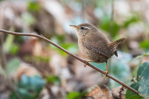 A wren (Troglodytes troglodytes) sitting on a branch with a blurred, natural background, Hesse,