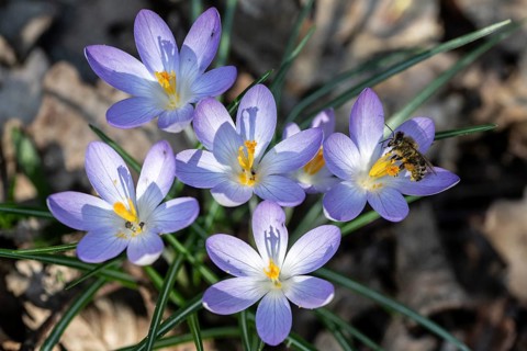 Elfin crocus (Crocus tommasinianus) with honey bee (Apis mellifera), Emsland, Lower Saxony,
