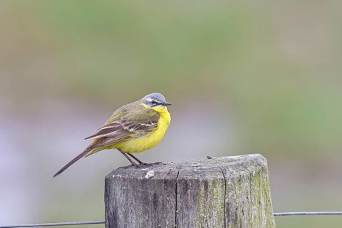 Yellow wagtail (Motacilla flava), on a pasture fence post, Dümmer, Lake Dümmer, Ochsenmoor, Hüde,