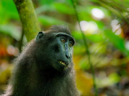 Black crested macaque (Macaca nigra), Tangoko National Park, Sulawesi, Indonesia, Asia