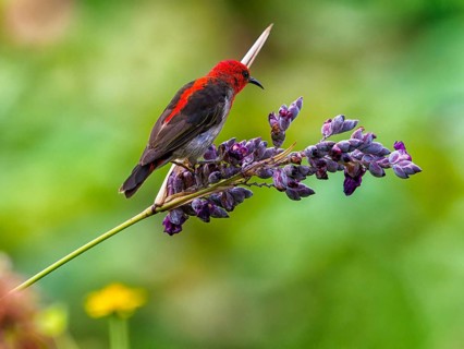 Sulawesi honeyeater (Myzomela chloroptera) red small bird on flower umbels, Sulawesi, Indonesia,