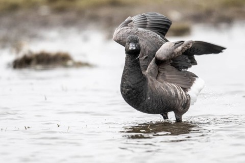 Brent goose (Branta bernicla), Amrum, Schleswig-Holstein, Germany, Europe