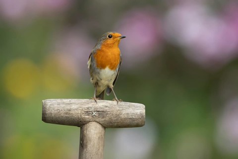 European robin (Erithacus rubecula) adult bird on a garden fork handle, England, United Kingdom,