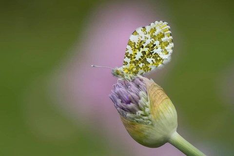 Orange tip butterfly (Anthocharis cardamines) adult insect resting on garden Allium flowers in