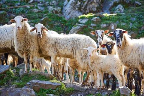 Flock of sheep with lamb on rocky pastureland, sheep (e) or goat (n), ovis, caprae, Crete, Greek